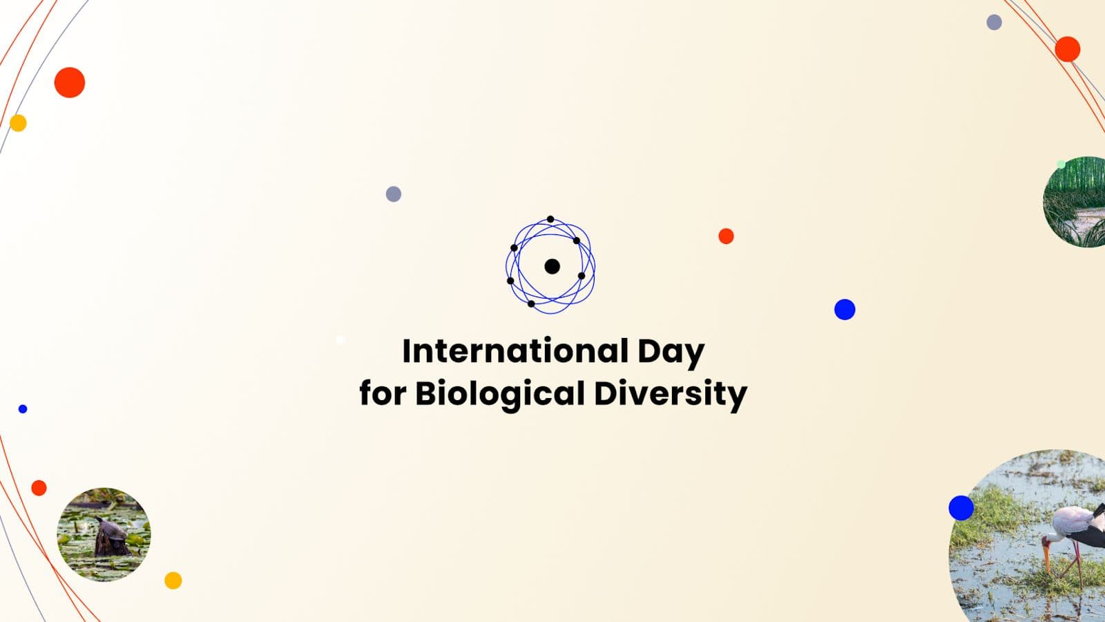 How can carbon credits protect biodiversity?