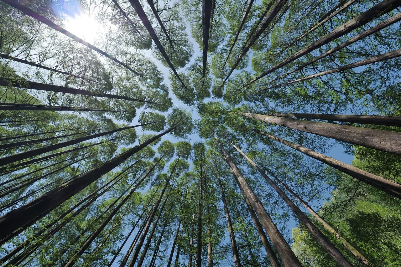 How ICVCM’s New Forestry Methodologies Could Unlock $2.8 Billion in Carbon Credit Value