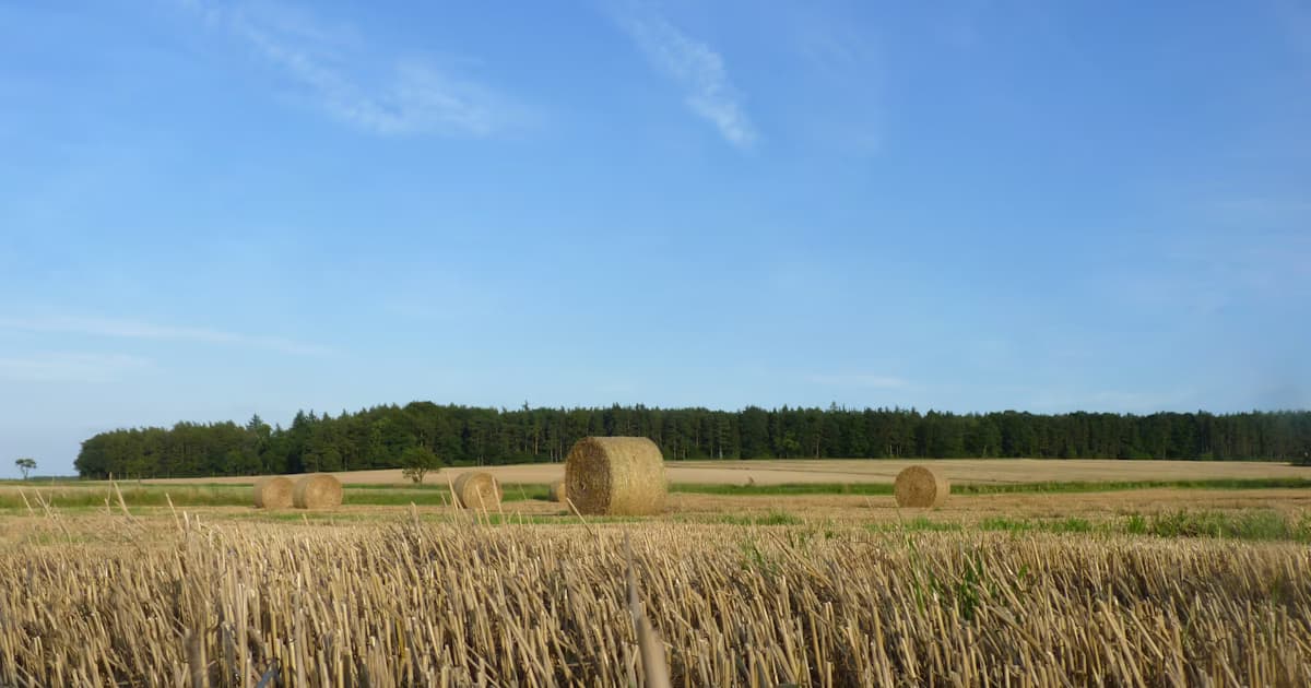Bioenergy facility with carbon capture infrastructure