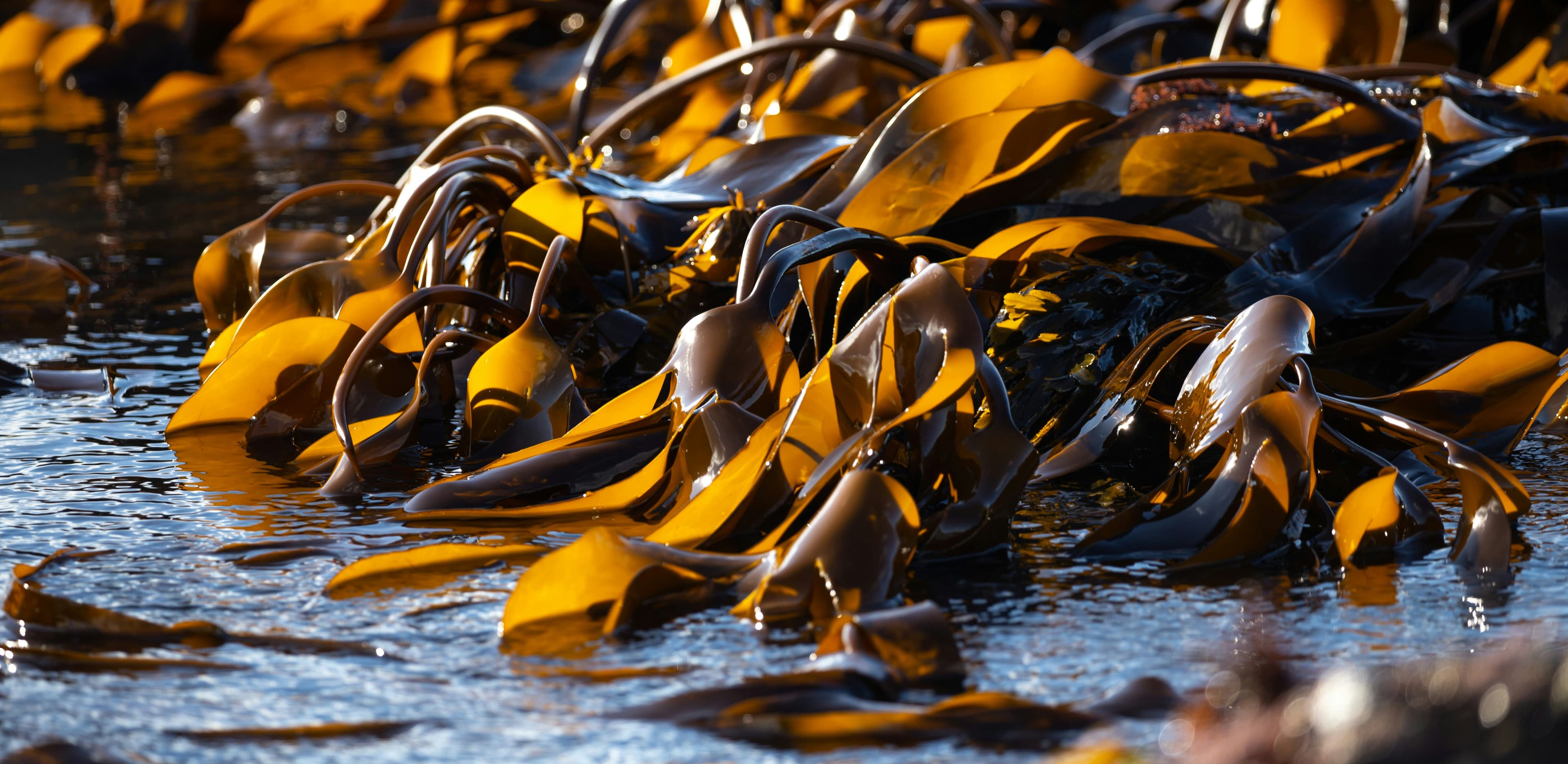 Golden kelp fronds rising through dark ocean water